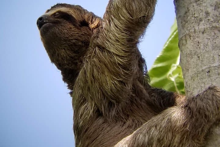 Manuel Antonio Nature Walk: Guided Rainforest & Beach Tour in Quepos