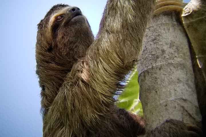 Manuel Antonio Nature Walk: Guided Rainforest & Beach Tour in Quepos photo 2