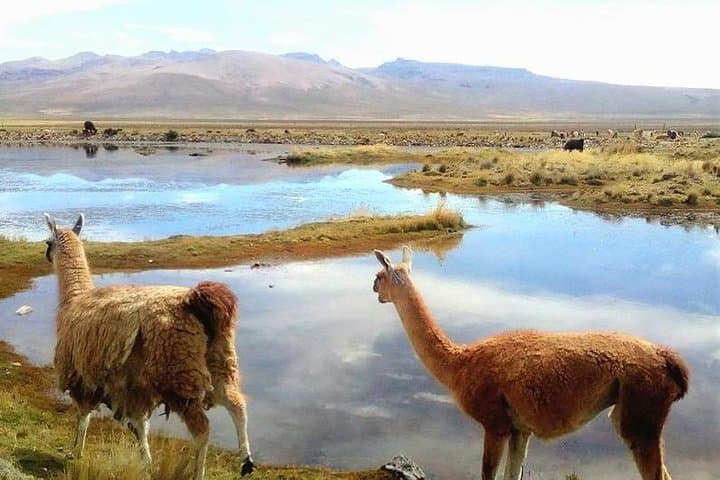 2-Day Colca Canyon & Mismi: Source of the Amazon from Arequipa