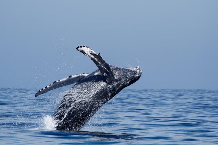 Luxury Two-Hour Whale Watching from Oceanside Harbor