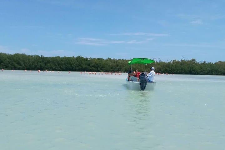 Celestún Biosphere Reserve Boat Tour from Mérida — Flamingos, Mangroves & Beach photo 4