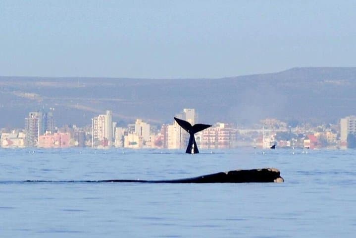 4-Day Puerto Madryn Wildlife & Valdés Peninsula Tour from Buenos Aires