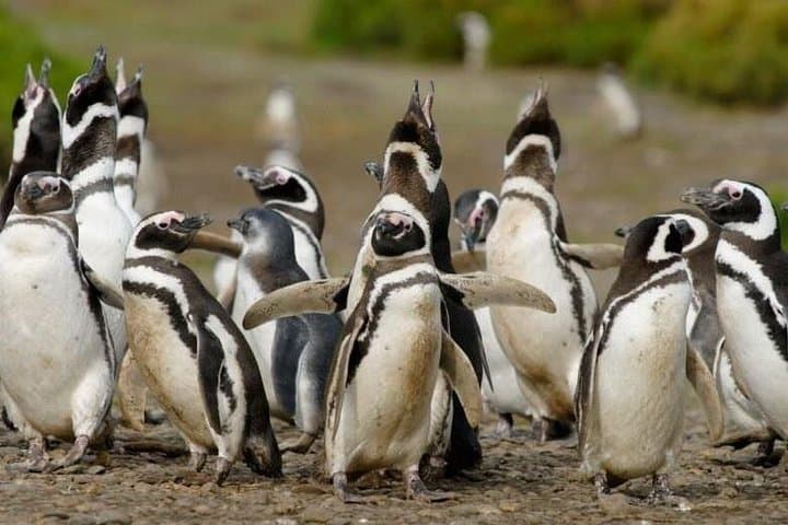 4-Day Puerto Madryn Wildlife & Valdés Peninsula Tour from Buenos Aires photo 4