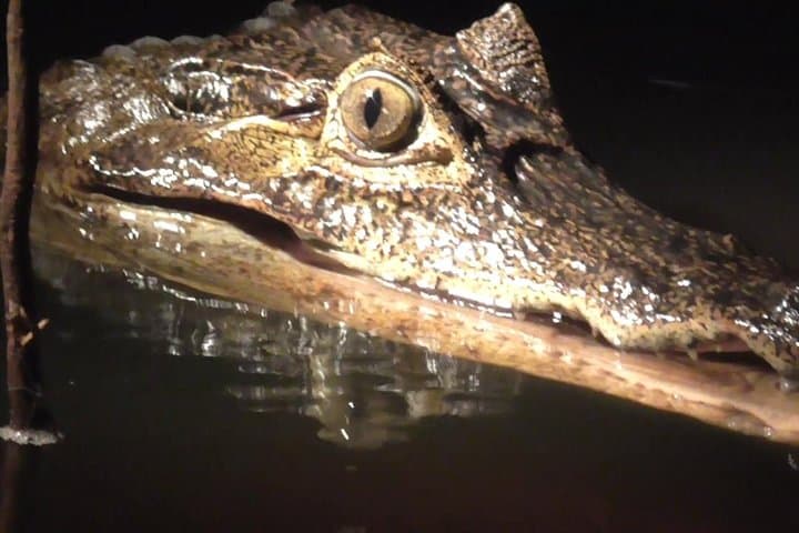 Manaus Night Caiman Spotting: Amazon Night-Boat Wildlife Tour photo 6