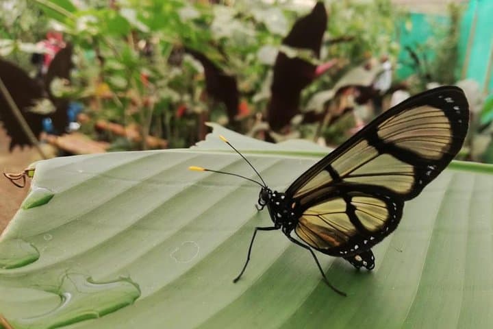 Mindo Cloud Forest Private Day Tour from Quito – Waterfalls, Hummingbirds & Chocolate photo 3