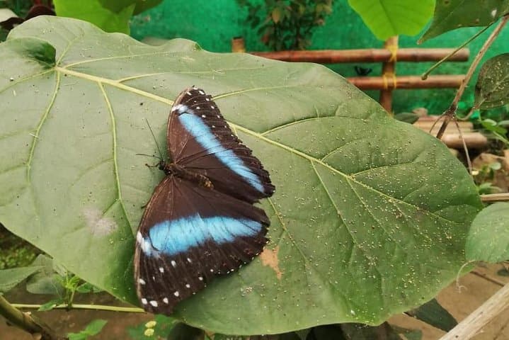 Mindo Cloud Forest Private Day Tour from Quito – Waterfalls, Hummingbirds & Chocolate photo 5