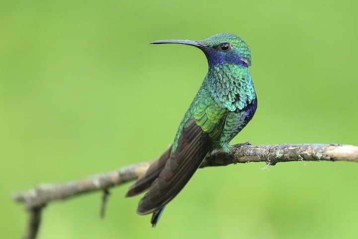 Mindo Cloud Forest Private Day Tour from Quito – Waterfalls, Hummingbirds & Chocolate photo 4