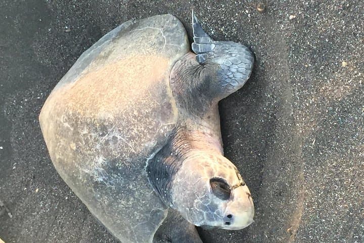 Night Turtle Watching Tour Near Tamarindo: Guided Beach Patrols and Nesting Hawksbills
