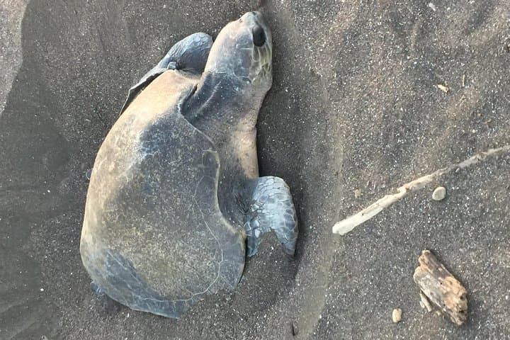 Night Turtle Watching Tour Near Tamarindo: Guided Beach Patrols and Nesting Hawksbills photo 2
