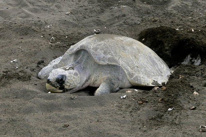 Night Turtle Watching Tour Near Tamarindo: Guided Beach Patrols and Nesting Hawksbills photo 3