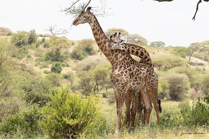 Lake Manyara Day Safari from Arusha: Flamingos, Tree-Climbing Lions & Game Drive photo 1