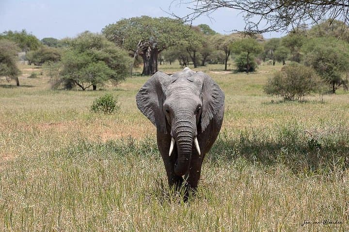 Lake Manyara Day Safari from Arusha: Flamingos, Tree-Climbing Lions & Game Drive photo 3