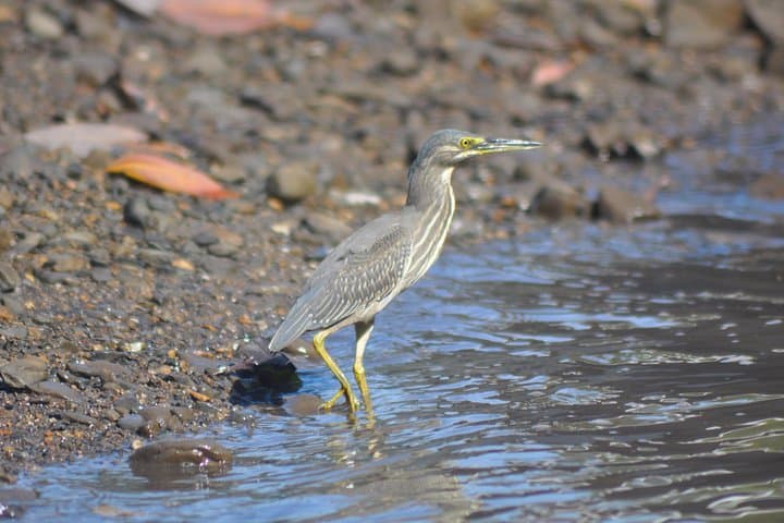 Kilim Mangrove Safari: 5‑Hour Shared Boat Tour in Langkawi photo 3