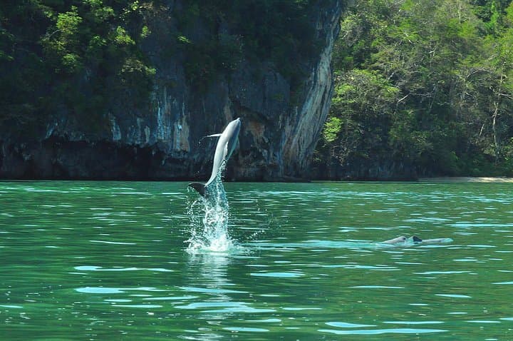 Kilim Mangrove Safari: 5‑Hour Shared Boat Tour in Langkawi photo 5