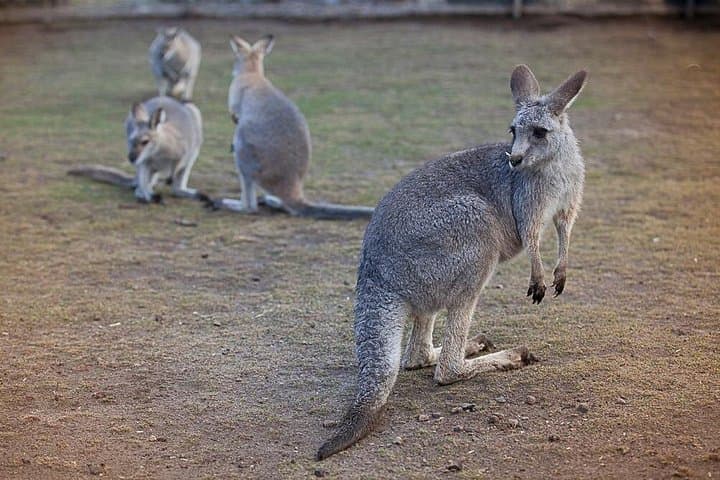 Blue Mountains Private Day Trip from Sydney — Three Sisters, Wildlife & Scenic Lookouts photo 2