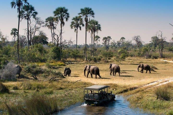 Victoria Falls to Okavango Delta: 8-Day Safari via Chobe & Mokoro photo 3