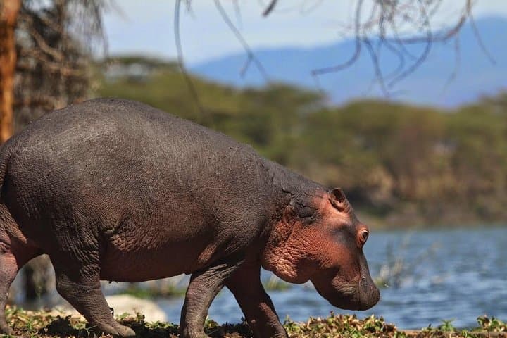 Hells Gate & Lake Naivasha Private Layover: Bike Through Gorges, Hike and Boat for Hippos photo 5