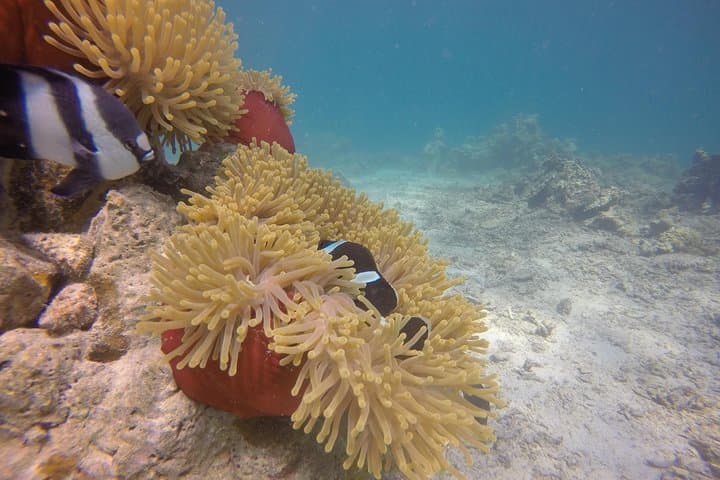 Mauritius Exploration Dives — Blue Bay Reefs & Southeast Wrecks photo 5