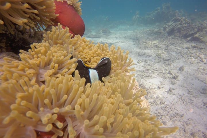 Mauritius Exploration Dives — Blue Bay Reefs & Southeast Wrecks photo 6