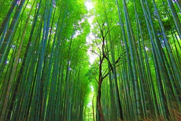 Kyoto Private Full-Day Chartered Taxi Tour: Temples, Bamboo Groves & Shrines photo 2