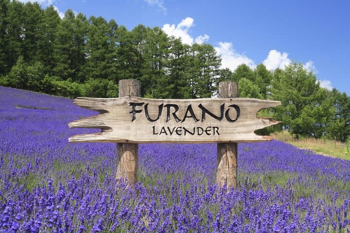 Furano Lavender Fields & Blue Pond Day Tour from Sapporo — Practical Guide photo 3