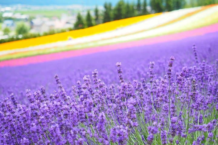Furano Lavender Fields & Blue Pond Day Tour from Sapporo — Practical Guide photo 4