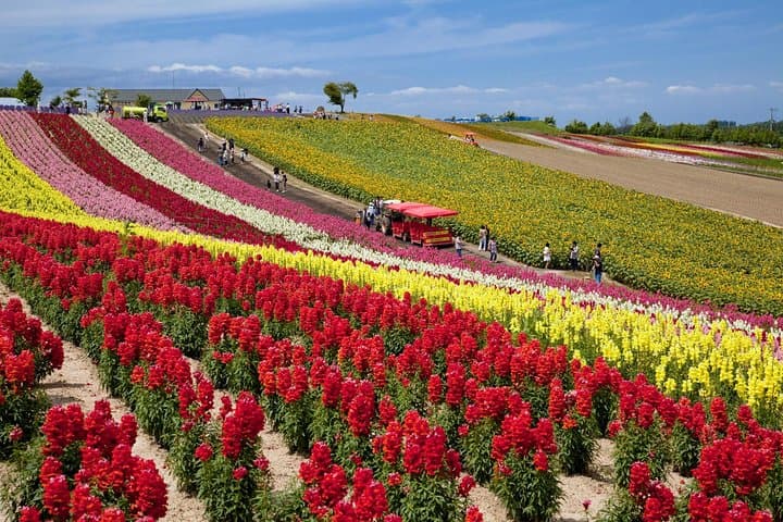 Furano Lavender Fields & Blue Pond Day Tour from Sapporo — Practical Guide photo 5