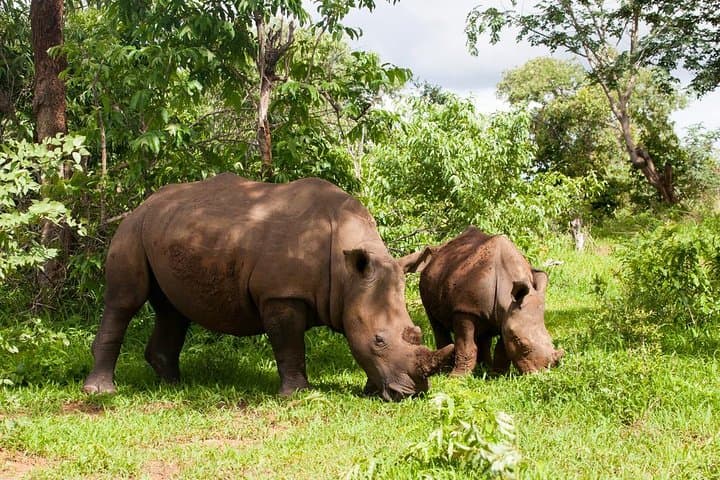 Livingstone Game Drive & White Rhino Walking Safari: Mosi-Oa-Tunya Wildlife Experience photo 2