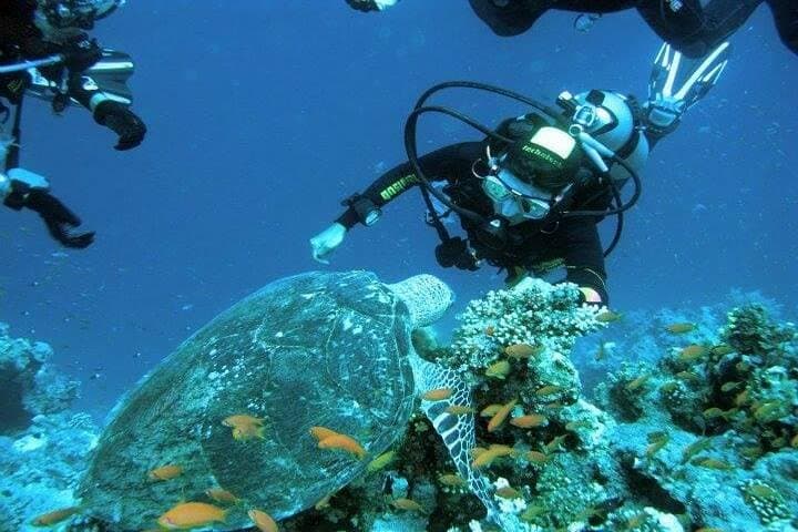 Ras Mohammed National Park Snorkeling Boat Tour from Sharm El Sheikh