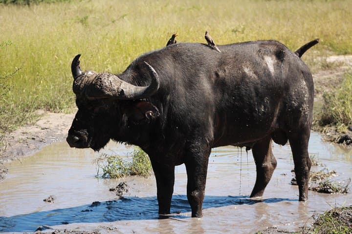 Okavango Mokoro & Kalahari Safari: 14-Day Camping Expedition from Maun photo 6