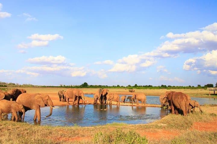 2-Day Mombasa to Tsavo East Safari: Overnight Game Drive to See the Big Five photo 2