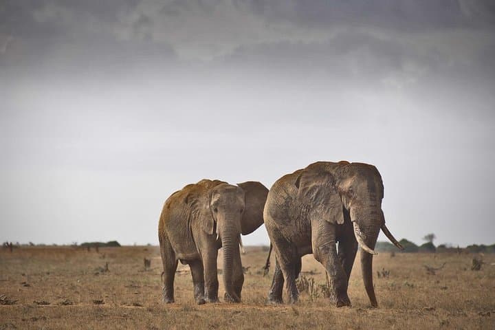 2-Day Mombasa to Tsavo East Safari: Overnight Game Drive to See the Big Five
