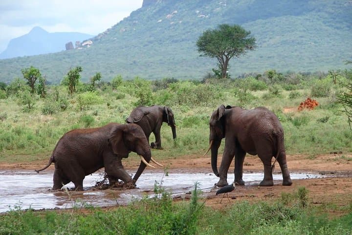 2-Day Mombasa to Tsavo East Safari: Overnight Game Drive to See the Big Five photo 6