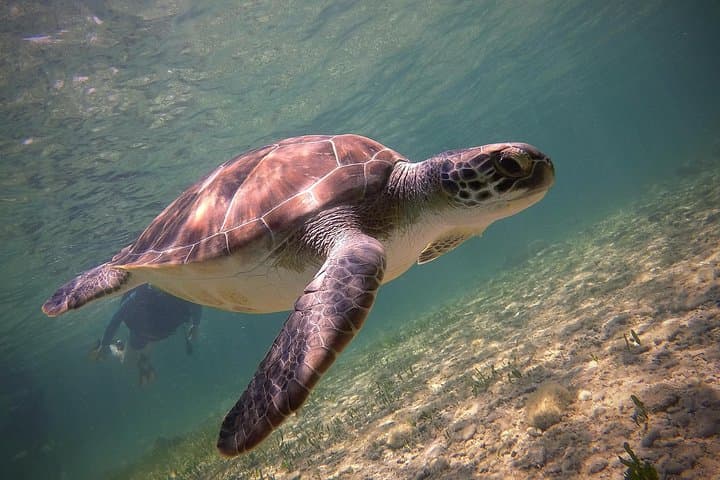 Paphos Roman Wall Discover Scuba Diving — Half-Day Beginner Dive photo 3