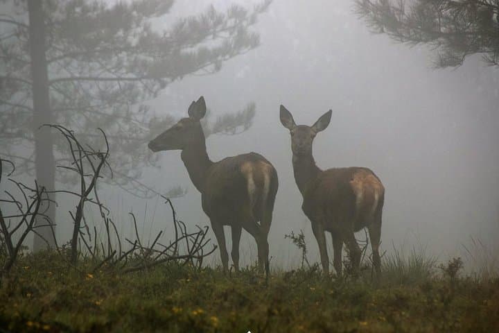 Lousa Mountain Deer-Watching Private Tour from Coimbra photo 5