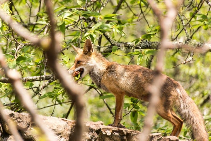 Lousa Mountain Deer-Watching Private Tour from Coimbra photo 6