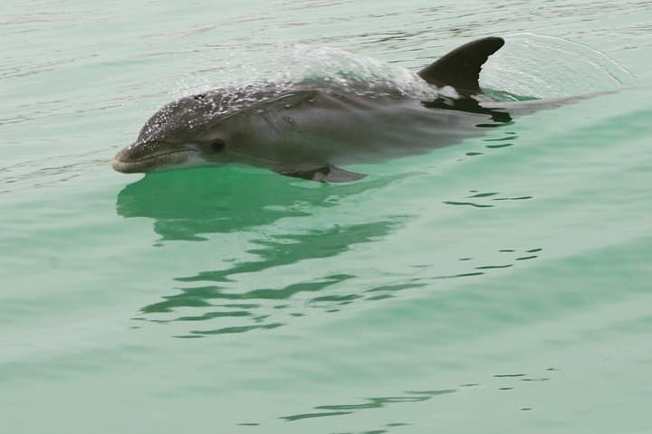 Destin Dolphin-Watching Speedboat Cruise on the Screaming Eagle photo 5