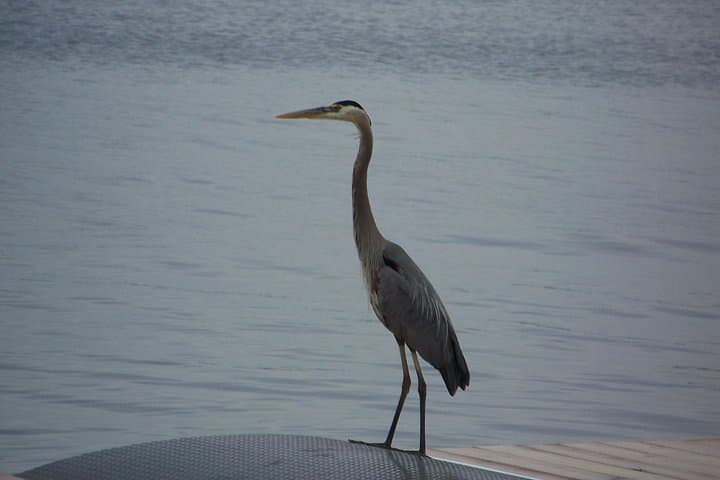 1000 Islands Sunset Cruise from Clayton — St. Lawrence River Evening Tour photo 3