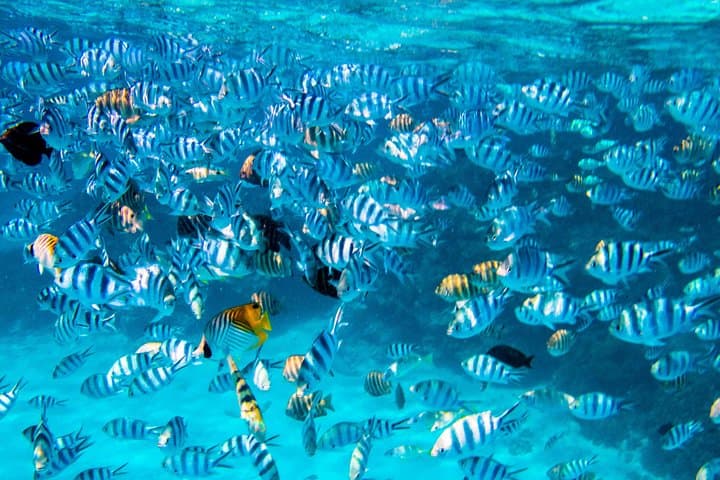 Explore Bora Bora’s Wild Heart: Lagoon Cruise and 4WD Island Adventure photo 3