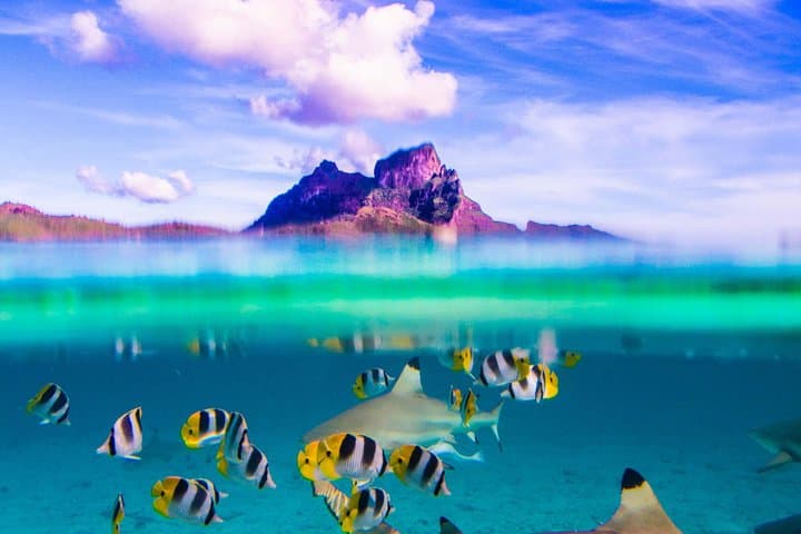 Full-Day Bora Bora Lagoon Cruise: Snorkel with Sharks & Stingrays photo 4