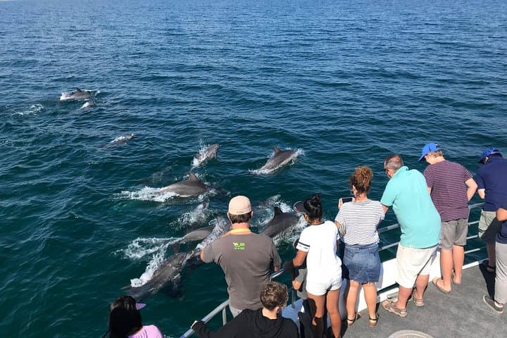 Jervis Bay Dolphin Cruise — Close-Up Bottlenose Dolphin Encounter photo 3
