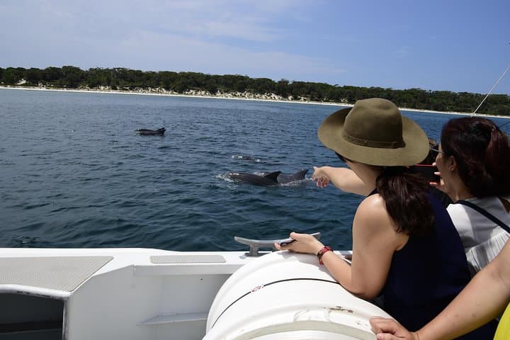 Jervis Bay Dolphin Cruise — Close-Up Bottlenose Dolphin Encounter photo 4