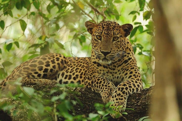 Wilpattu Safari Drive from Trincomalee & Nilaveli: Leopard & Elephant Day Safari