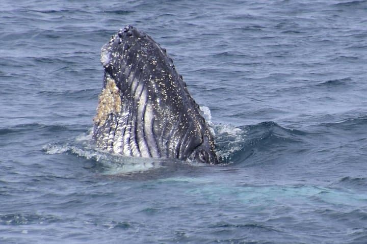 Jervis Bay Whale Watching Cruise from Huskisson — Humpback Whale Tours photo 5