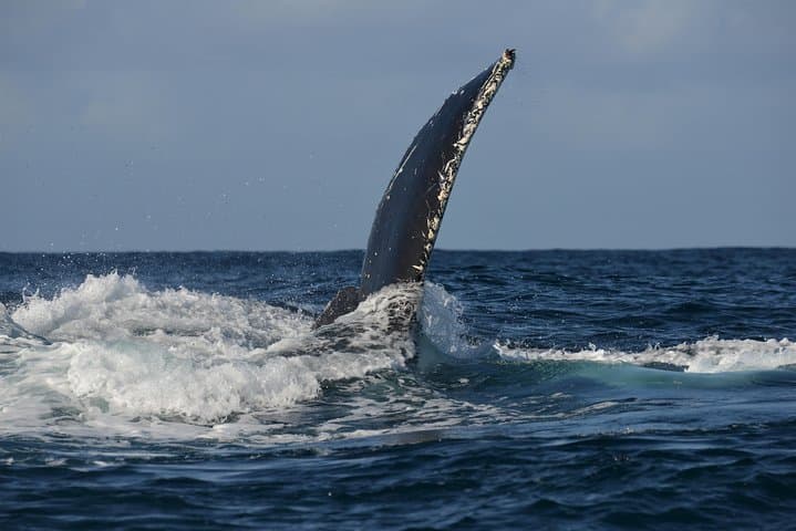 Jervis Bay Whale Watching Cruise from Huskisson — Humpback Whale Tours photo 6
