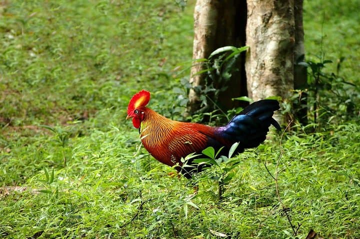 Bird Watching in Muthurajawela: Negombo Wetland Boat Tour photo 6