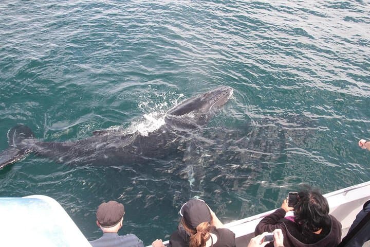 Jervis Bay Whale Watching Cruise from Huskisson — Humpback Whale Tours photo 3