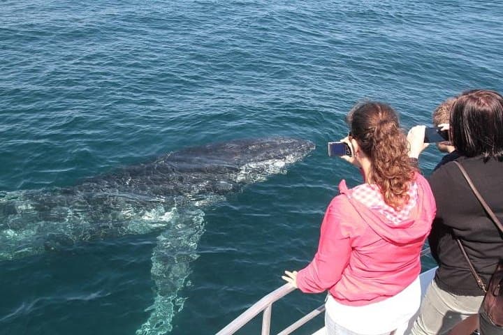 Jervis Bay Whale Watching Cruise from Huskisson — Humpback Whale Tours photo 4