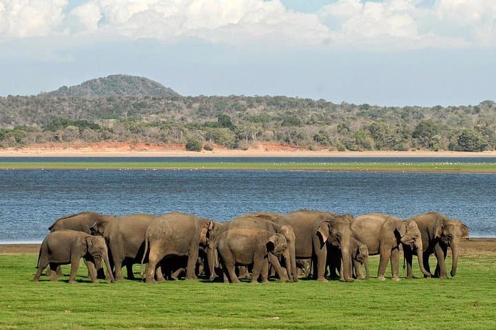 Minneriya Elephant Safari Drive From Trincomalee: Morning & Afternoon Jeep Safaris to See Wild Herds photo 1