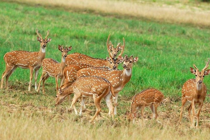 Minneriya Elephant Safari Drive From Trincomalee: Morning & Afternoon Jeep Safaris to See Wild Herds photo 3